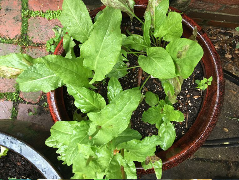 羽衣甘藍.jpg 羽衣甘藍