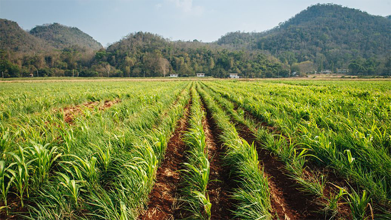 蒙多草.jpg 蒙多草