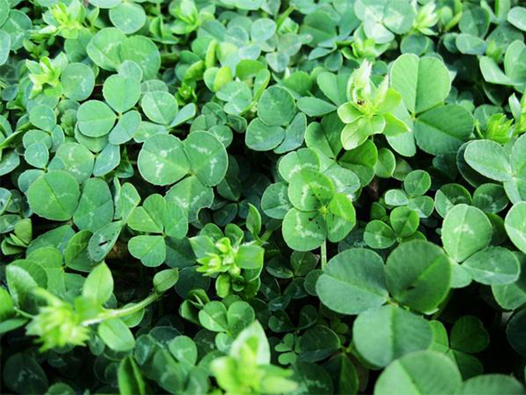 三葉草.jpg 三葉草