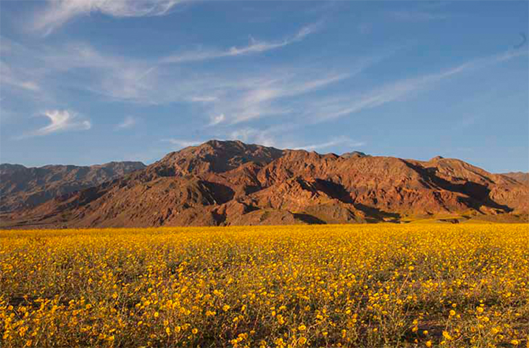 仿真樹.jpg 仿真樹