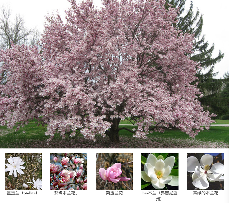 開花樹木.jpg 開花樹木