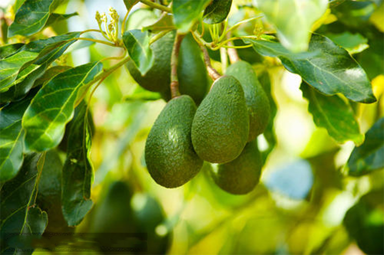 樹(shù)木9.jpg 樹(shù)木